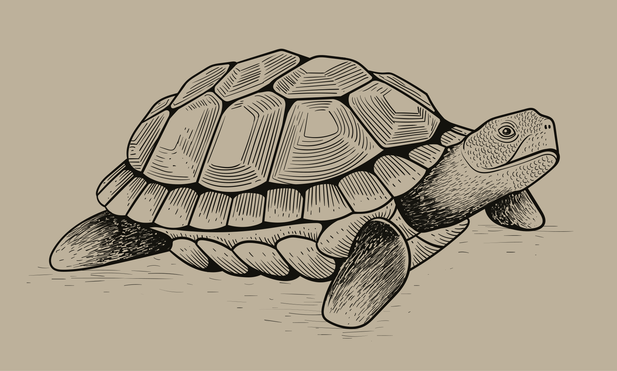 Tortoise Illustration animal mat - TenStickers