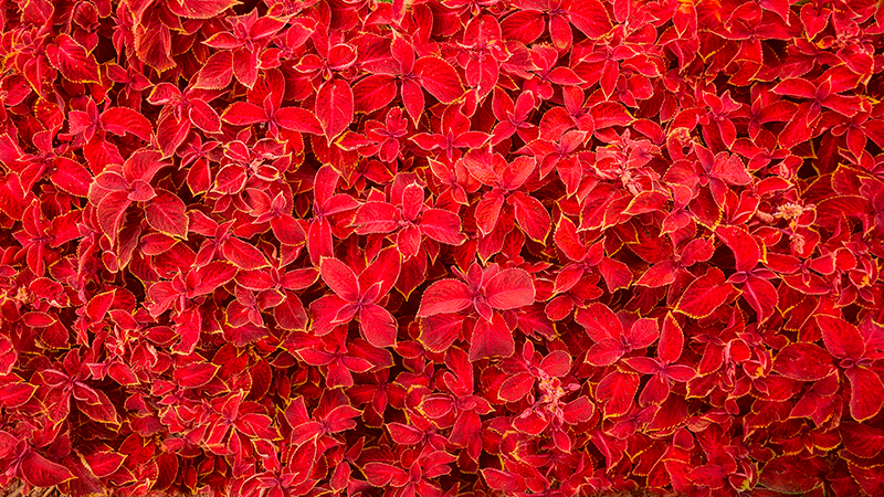 petal pattern red vinyl rug - TenStickers