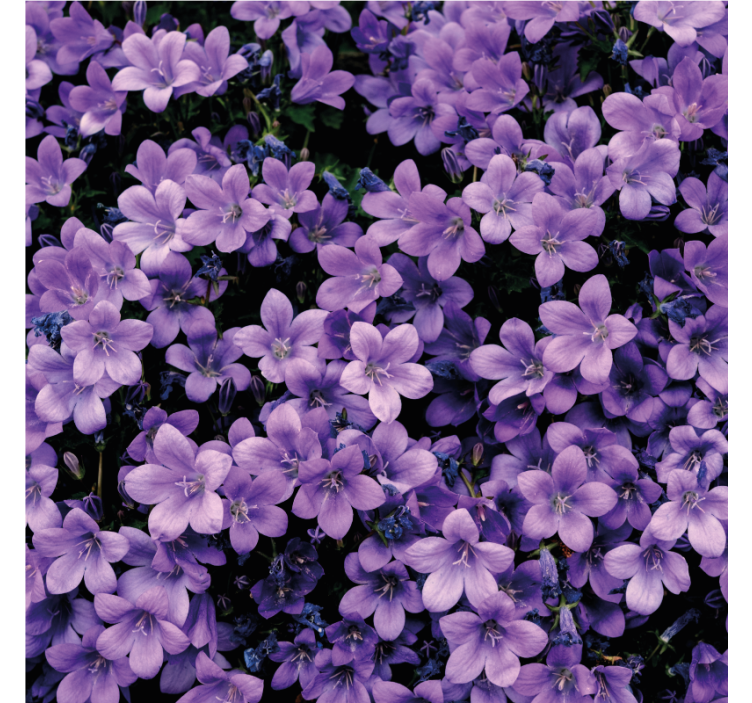 Flowers wallpaper vague purple blossoms - TenStickers