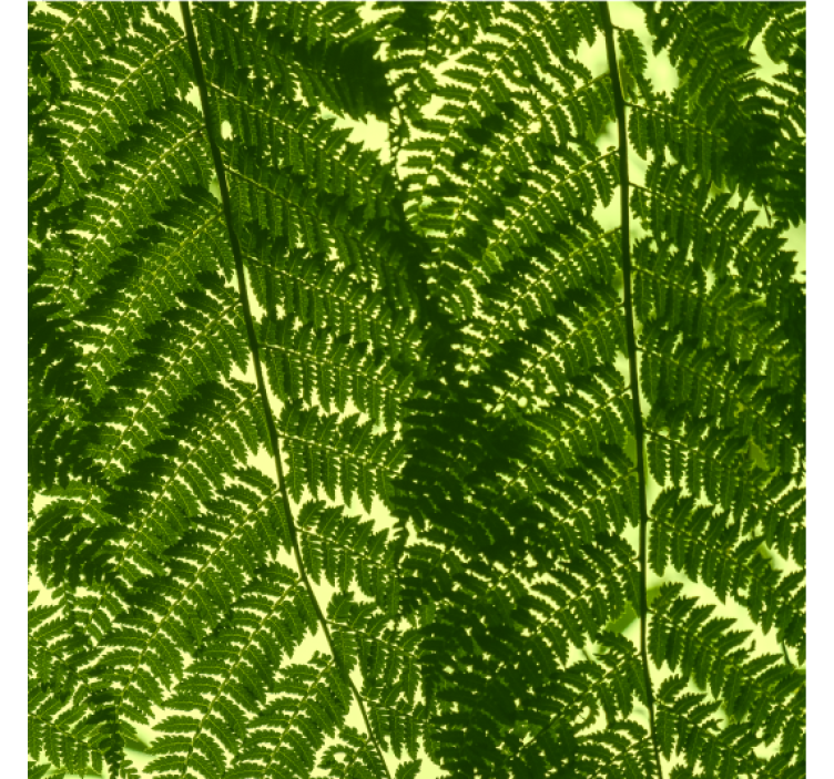 Nordic wallpaper green fern design - TenStickers